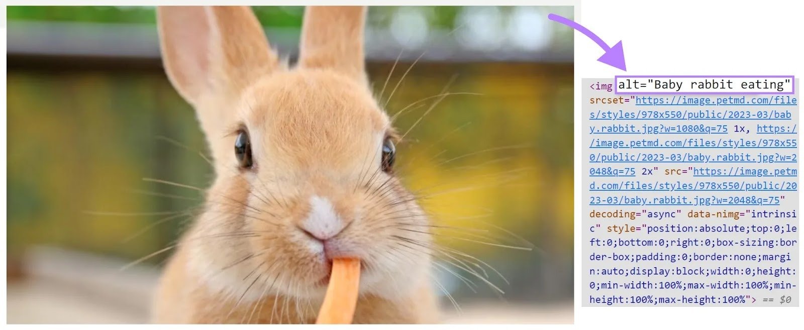 Image of rabbit eating with arrow pointing to alt text in HTML code.